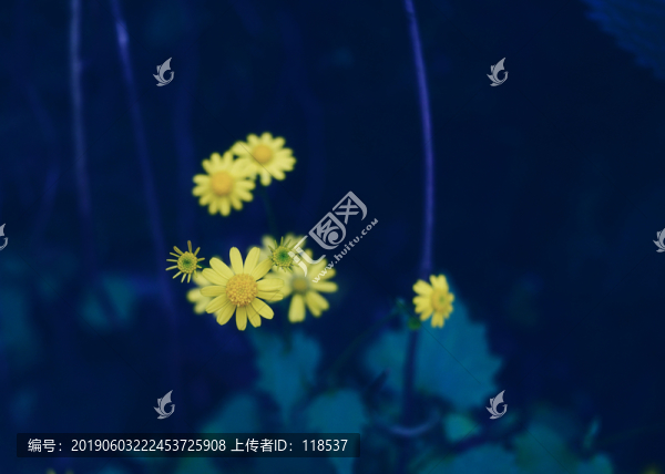 野菊花