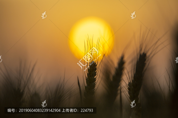 麥穗