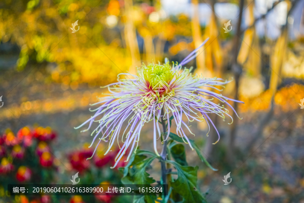 菊花高清大圖