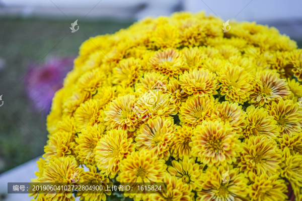 菊花高清大圖