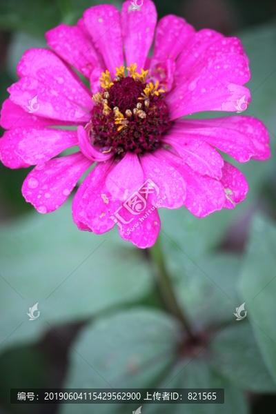 百日菊雨露