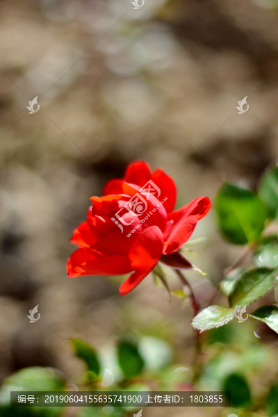 月季花