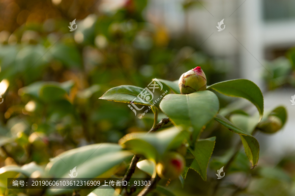 茶花