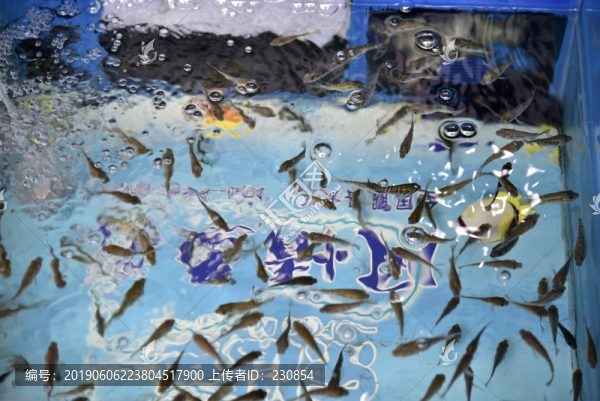 魚(yú)療