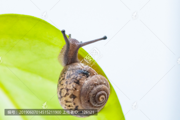 蝸牛