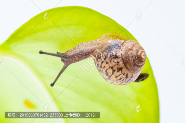 蝸牛