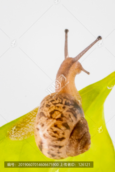 蝸牛