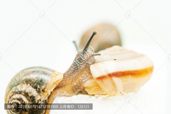 蝸牛
