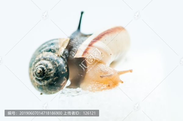 蝸牛