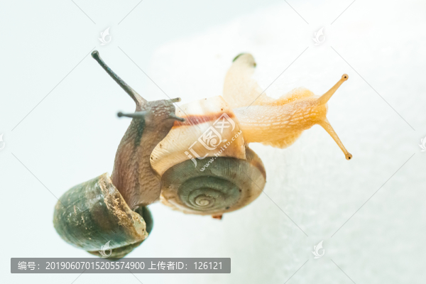 蝸牛