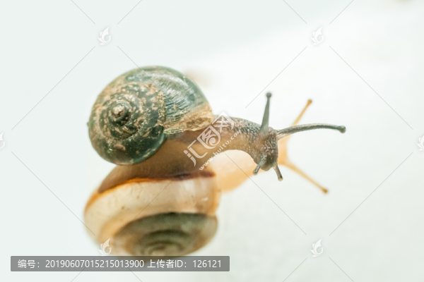 蝸牛
