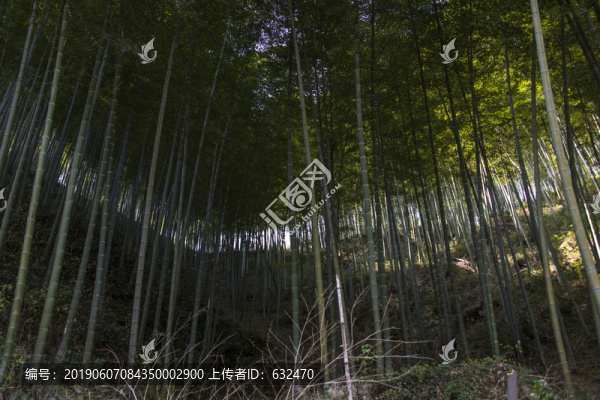 竹林