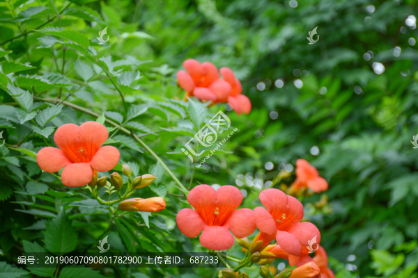 凌霄花
