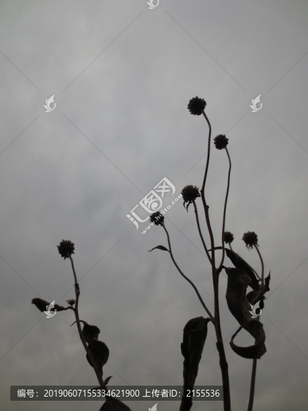 陽光下植物剪影