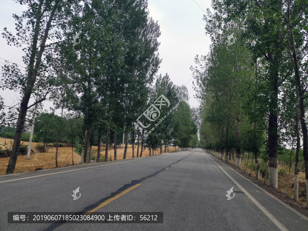 林蔭道路