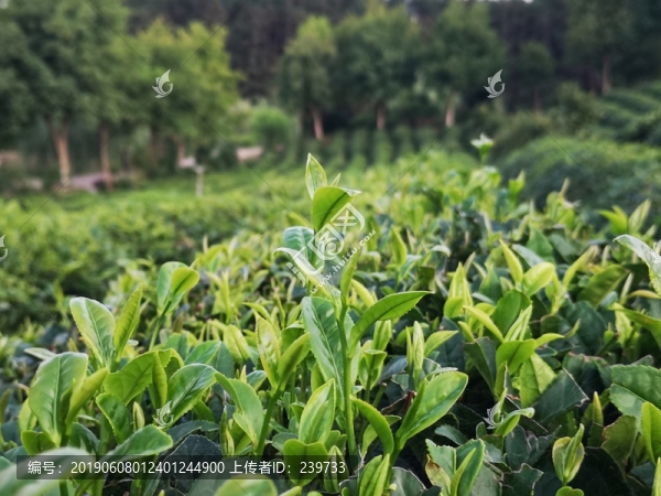 謝裕大茶博園