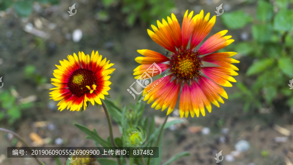 花卉