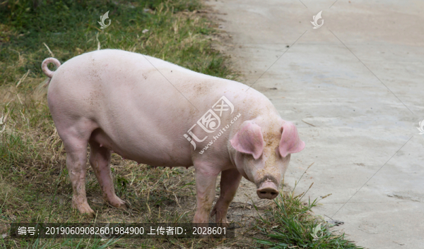 農(nóng)家散養(yǎng)土豬