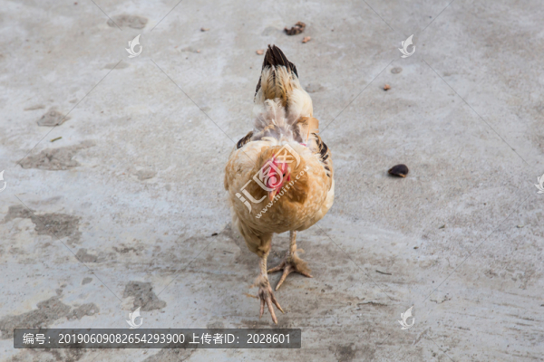 母雞土雞走地雞