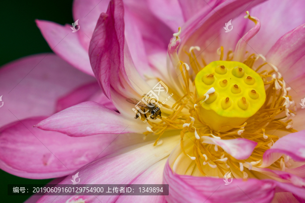 蜜蜂采蜜