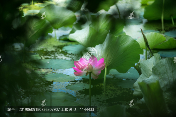 荷花