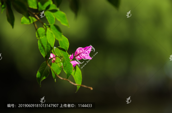 三角梅