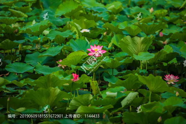 荷花