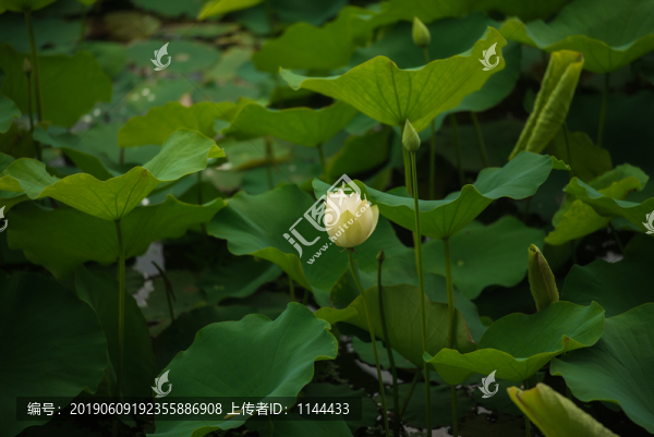 荷花