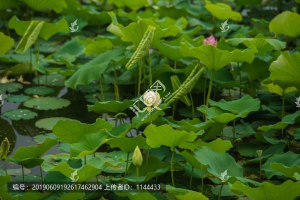 荷花