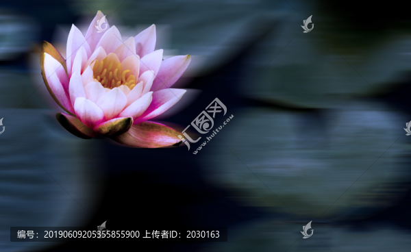 蓮花