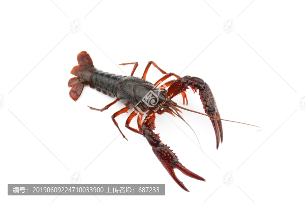 小龍蝦
