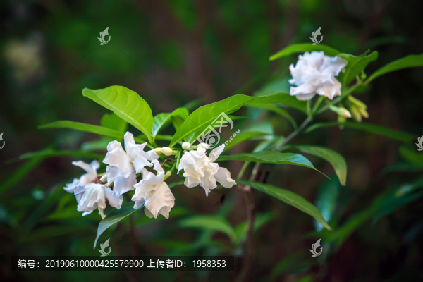 白色的花