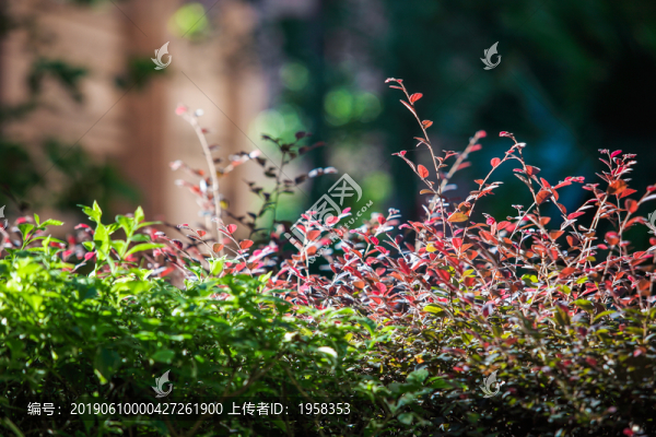 逆光下的園林