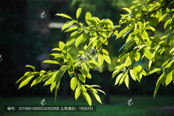 逆光綠葉