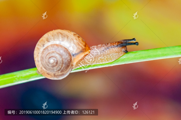 蝸牛