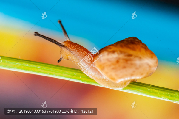 蝸牛