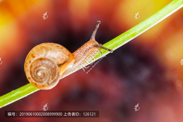 蝸牛