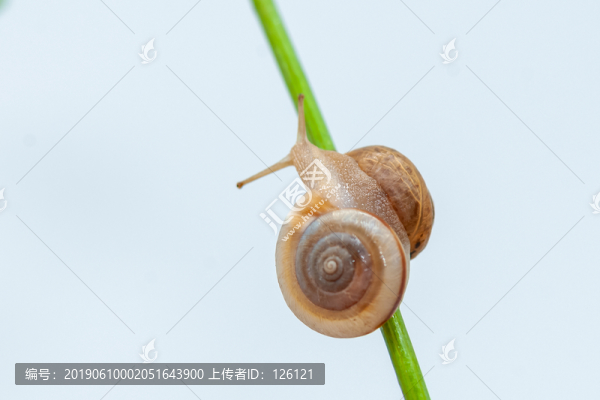 蝸牛
