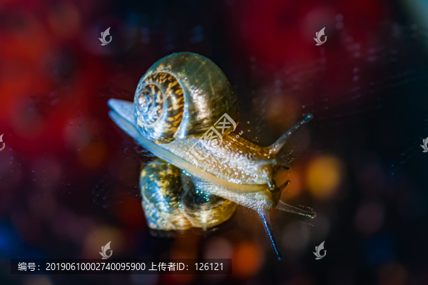 蝸牛