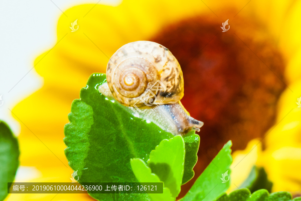 蝸牛