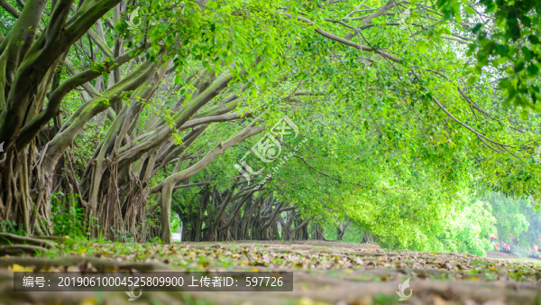 綠色林林小路