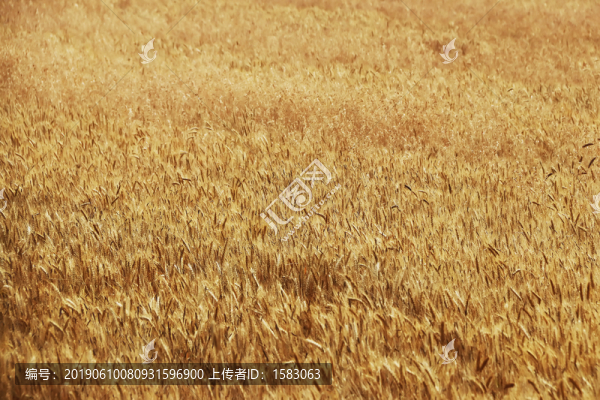 麥田