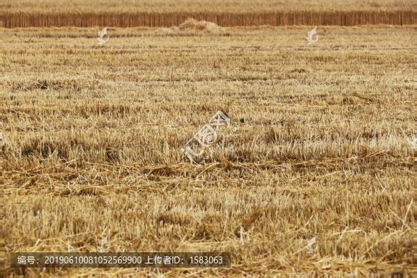 麥?zhǔn)? title=