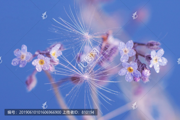 花兒