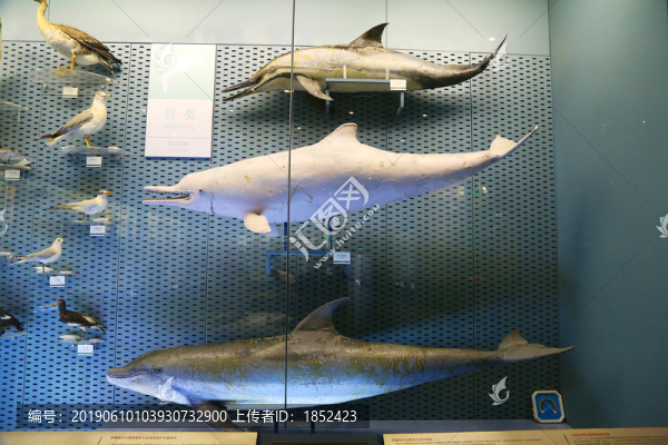 海洋生物標(biāo)本