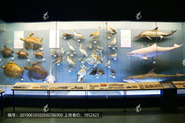 野生動(dòng)物標(biāo)本墻展覽