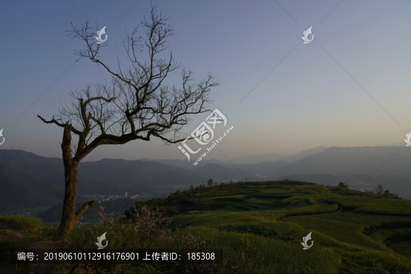 枯樹(shù)