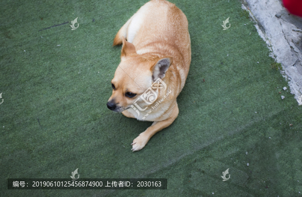 狗
