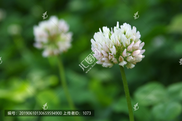 三葉草