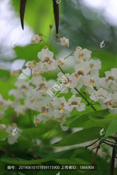 梓樹開花的低調美